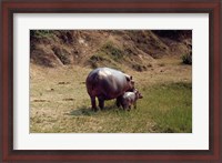 Framed Africa, Hippopotamus (Hippopotamus amphibius) mother with young near Nile River