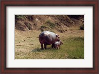 Framed Africa, Hippopotamus (Hippopotamus amphibius) mother with young near Nile River