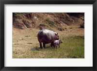 Framed Africa, Hippopotamus (Hippopotamus amphibius) mother with young near Nile River