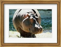 Framed Close-up of a Hippopotamus
