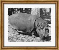 Framed Hippopotamus Black and White