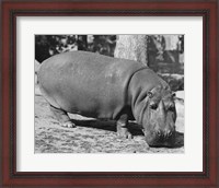 Framed Hippopotamus Black and White