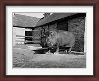 Framed USA, Louisiana, New Orleans, Hippopotamus in zoo