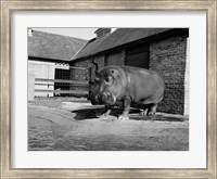 Framed USA, Louisiana, New Orleans, Hippopotamus in zoo