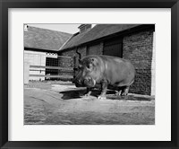 Framed USA, Louisiana, New Orleans, Hippopotamus in zoo