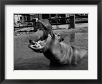 Framed USA, Louisiana, New Orleans, Hippopotamus in zoo