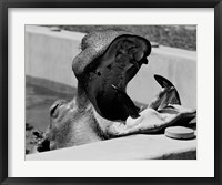 Framed Hippopotamus (Hippopotamus amphibius) in pool