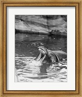 Framed Hippopotamus (Hippopotamus amphibius) in water