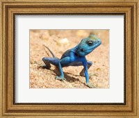 Framed Agama Sinaita  ST 10