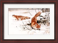 Framed Common Foxes in the Snow