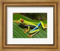 Framed Red Eyed Tree Frog