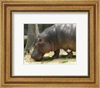 Framed Face Hippopotamus Amphibius Mexico