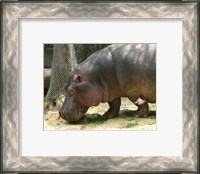 Framed Face Hippopotamus Amphibius Mexico