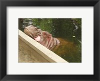 Framed Hipopotam - Warszawskie Zoo