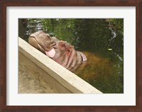 Framed Hipopotam - Warszawskie Zoo