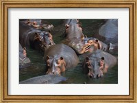 Framed Hippo Pod