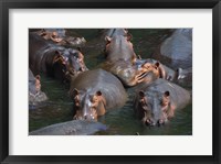 Framed Hippo Pod