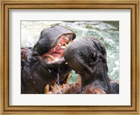 Framed Hippopotamus at Barcelona Zoo