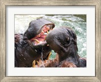 Framed Hippopotamus at Barcelona Zoo