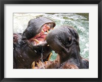 Framed Hippopotamus at Barcelona Zoo