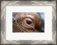 Framed Hippopotamus Eye