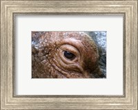 Framed Hippopotamus Eye
