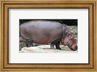 Framed Nijlpaard