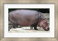 Framed Nijlpaard