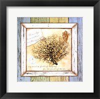 Sea Treasures III Framed Print