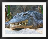 Framed Alligator Mississippiensis