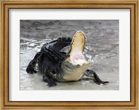 Framed Alligator Mississippiensis Defensive