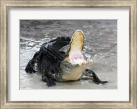 Framed Alligator Mississippiensis Defensive