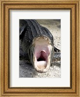 Framed Alligator Mississippiensis Yawn