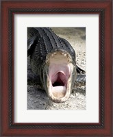 Framed Alligator Mississippiensis Yawn