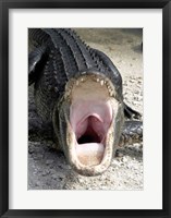 Framed Alligator Mississippiensis Yawn