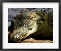 Framed Crocodile