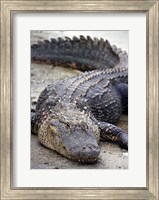 Framed Florida Alligator