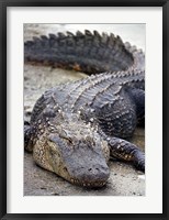 Framed Florida Alligator