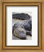 Framed Florida Alligator