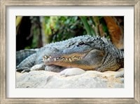 Framed Loro Parque Alligator