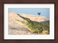 Framed Open Mouth Crocodile