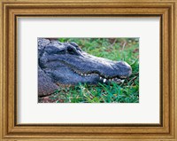 Framed Alligator - in the grass