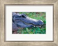 Framed Alligator - in the grass