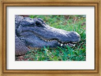 Framed Alligator - in the grass