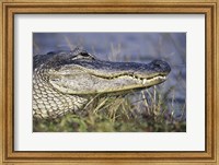 Framed Alligator - photo