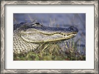 Framed Alligator - photo