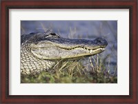 Framed Alligator - photo