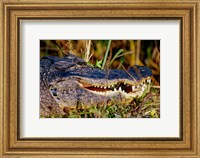 Framed Alligator - close up