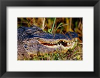 Framed Alligator - close up