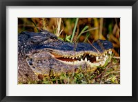 Framed Alligator - close up